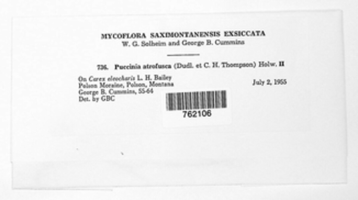 Puccinia atrofusca image